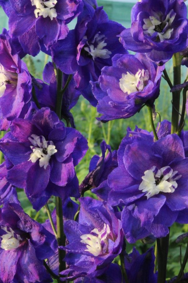 Delphinium Delphi's Emerald® PBR