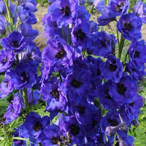 Delphinium Delphi's Hollands Glorie® PBR