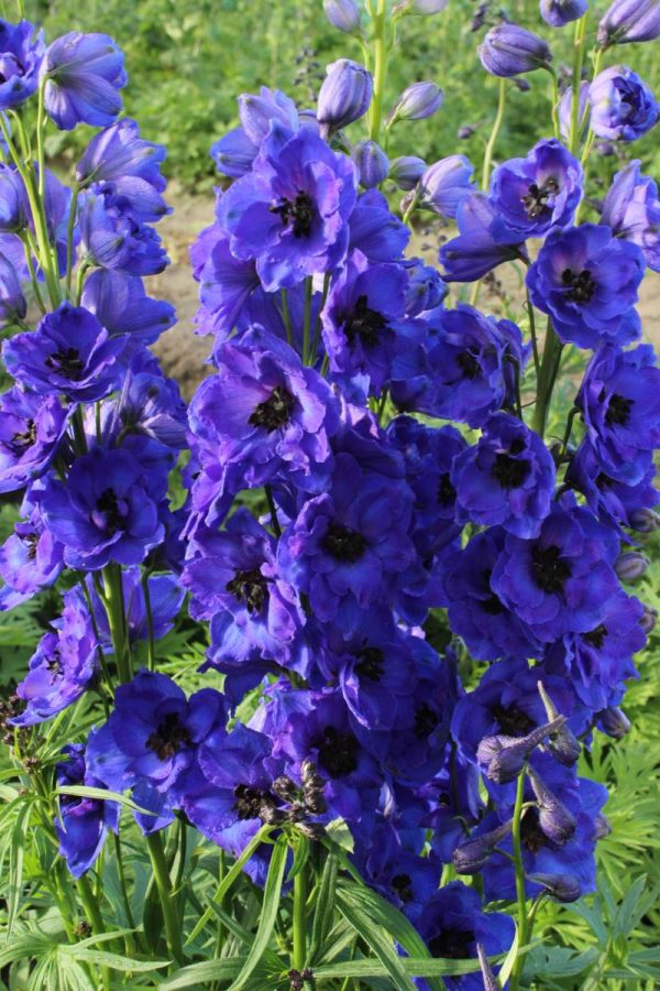 Delphinium Delphi's Hollands Glorie® PBR