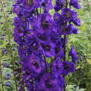 Delphinium Delphi's Jewel® PBR