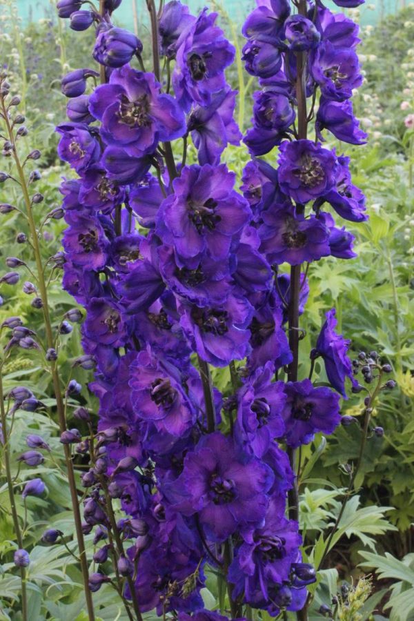Delphinium Delphi's Jewel® PBR