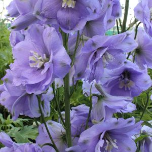 Delphinium Delphi's Misty® PBR
