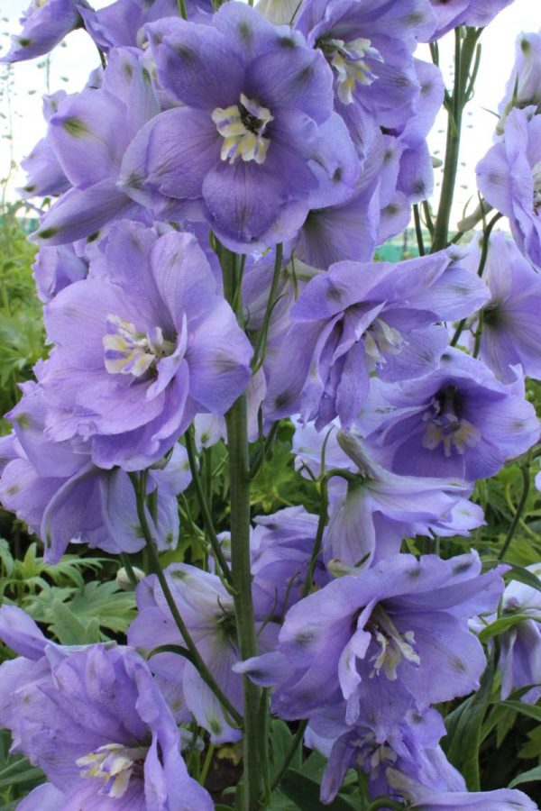 Delphinium Delphi's Misty® PBR