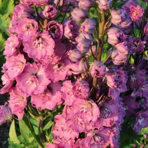 Delphinium Delphi's Pink Power® PBR