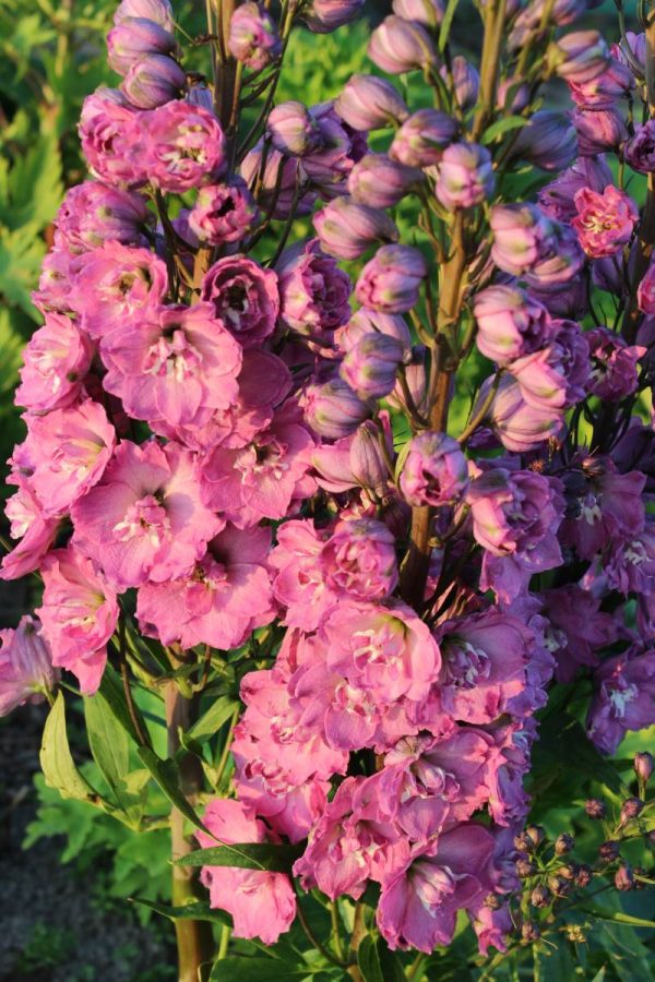 Delphinium Delphi's Pink Power® PBR