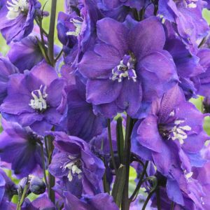 Delphinium Delphi's Power® PBR
