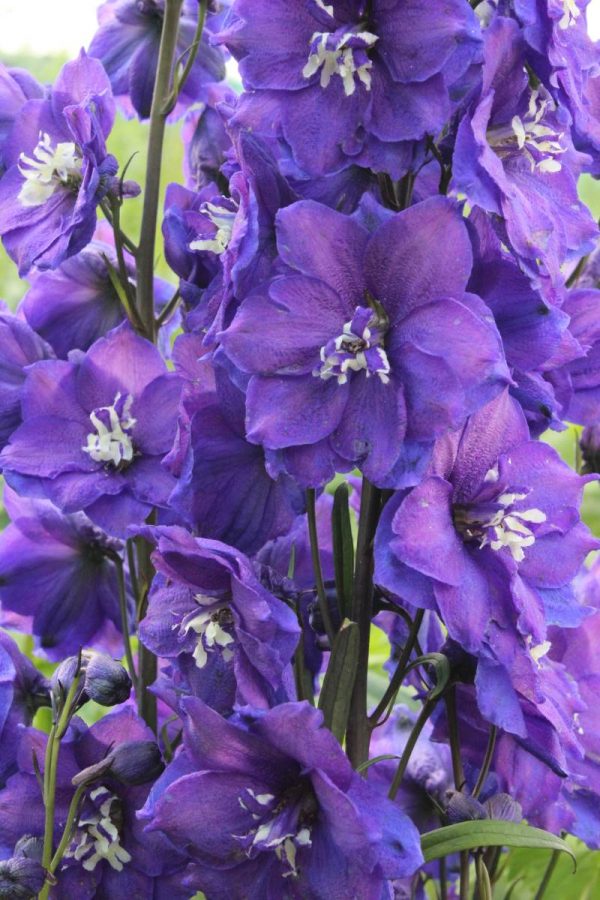 Delphinium Delphi's Power® PBR