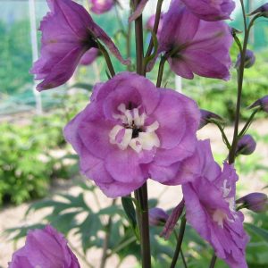 Delphinium Delphi's Saffier® PBR