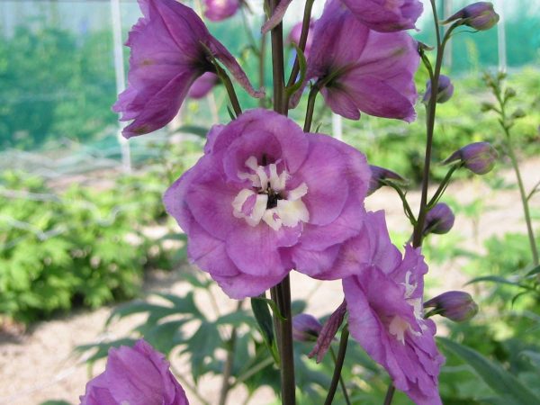 Delphinium Delphi's Saffier® PBR