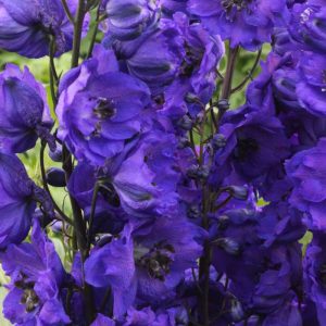 Delphinium Delphi's Secret® PBR