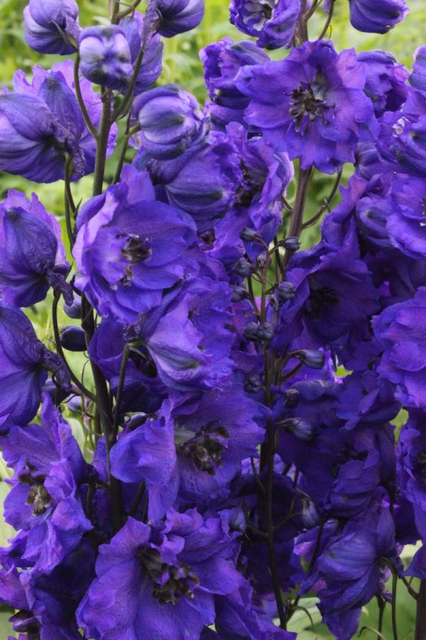 Delphinium Delphi's Secret® PBR