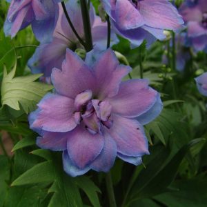 Delphinium Delphi's Starlight® PBR