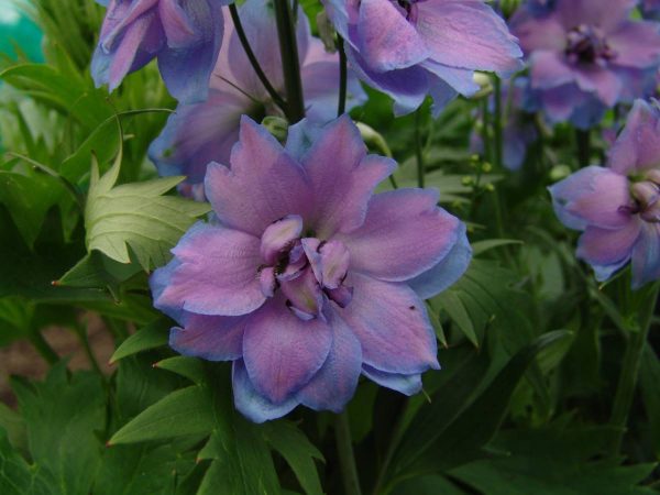 Delphinium Delphi's Starlight® PBR