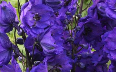 Hardy delphinium on the move