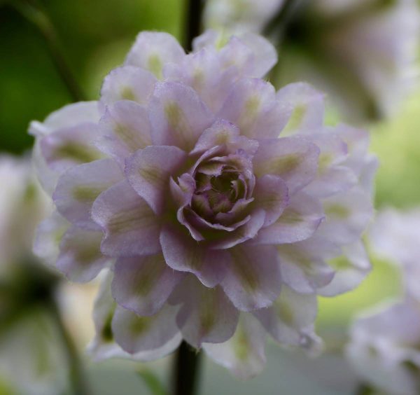Delphinium Highlander Cha Cha®