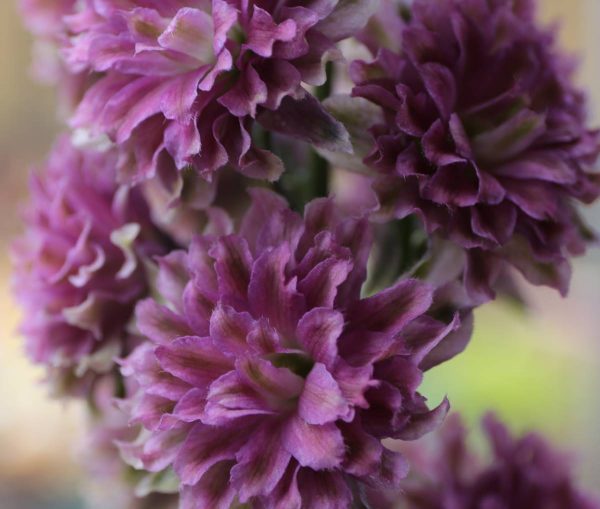 Delphinium Highlander Flamenco®