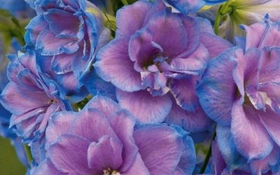 Hardy Delphinium on the move top rated varieties