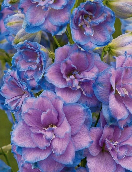Hardy Delphinium on the move top rated varieties