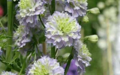 Hardy delphinium on the move Highlander series