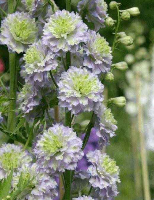 Hardy delphinium on the move Highlander series