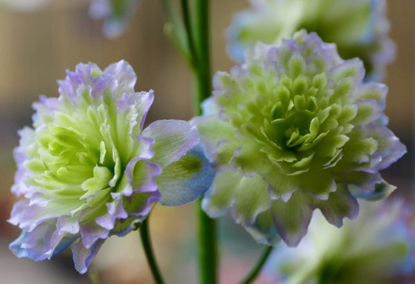 Delphinium Highlander Moonlight®