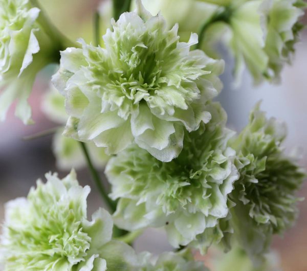 Delphinium Highlander Morning Sunrise®
