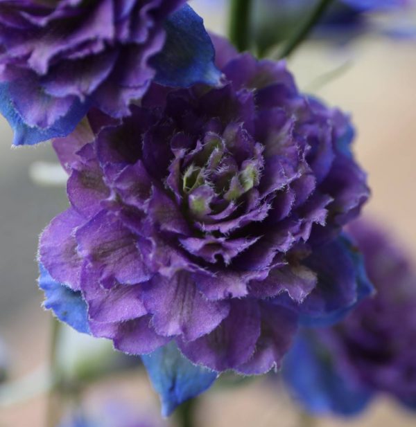Delphinium Highlander Sweet Sensation ®