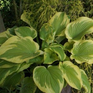 Hosta Delta Dawn