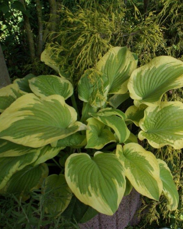 Hosta Delta Dawn