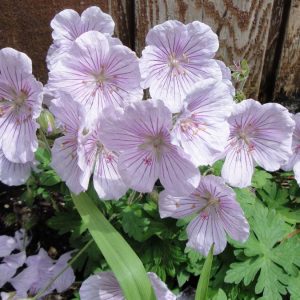 Geranium himalayense Derrick Cook