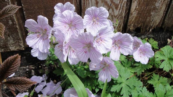 Geranium himalayense Derrick Cook
