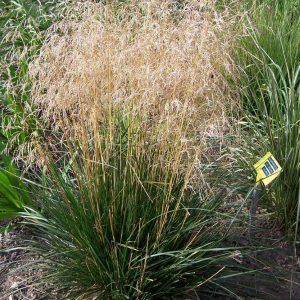 Deschampsia