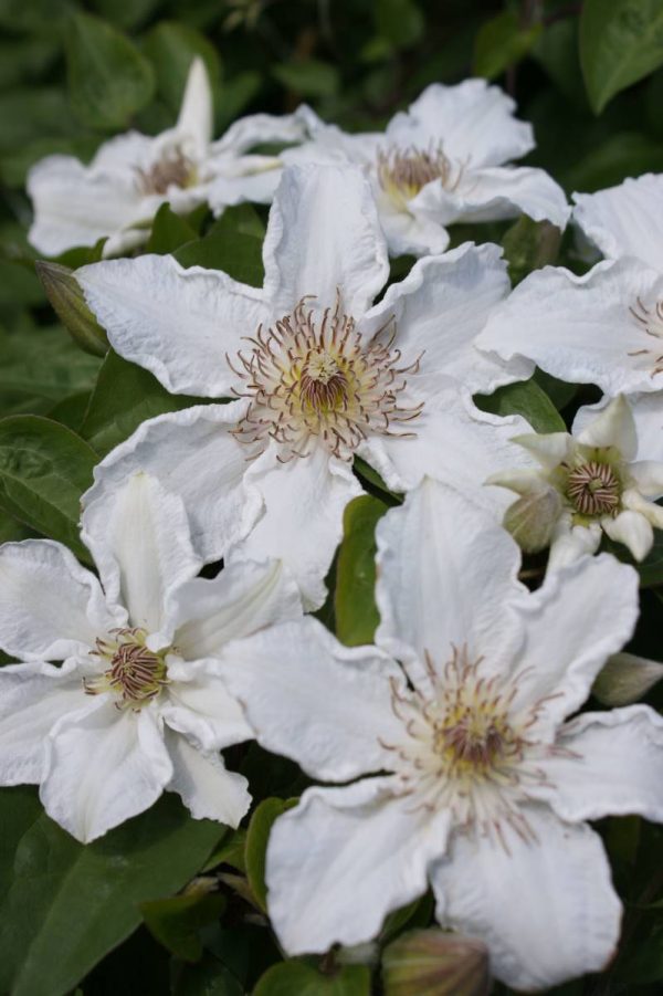 Clematis Destiny