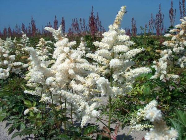 Astilbe Deutschland