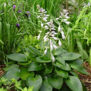 Hosta Devon Green