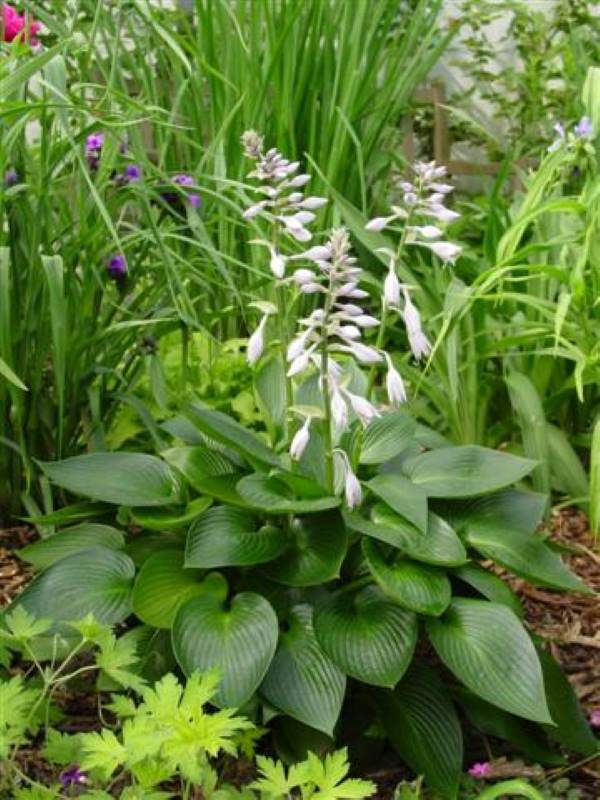 Hosta Devon Green