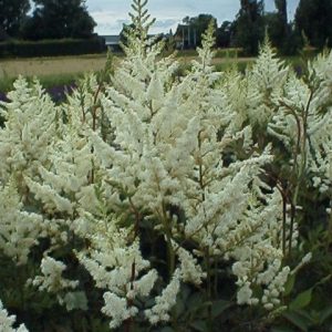 Astilbe Diamant