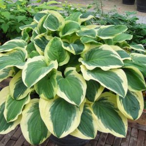 Hosta Diana Remembered