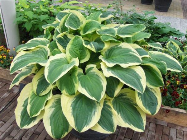Hosta Diana Remembered