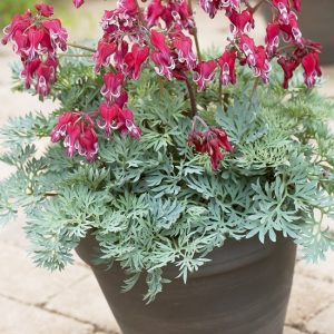 Dicentra Burning Hearts®