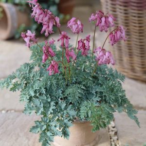 Dicentra Candy Hearts®