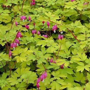 Dicentra spectabilis Gold Heart®