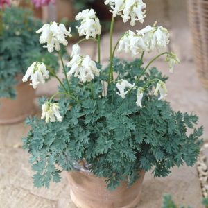 Dicentra Ivory Hearts®