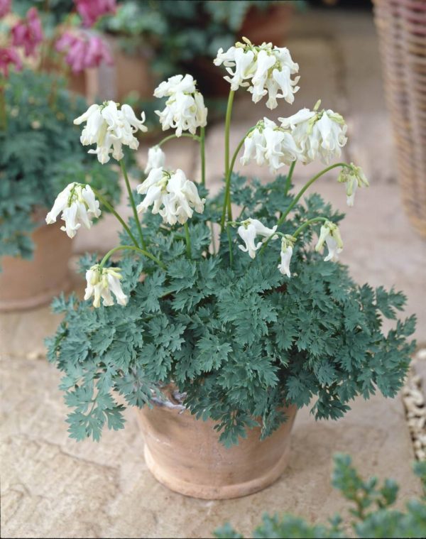 Dicentra Ivory Hearts®