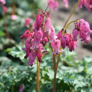 Dicentra King of Hearts