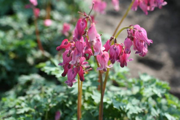 Dicentra King of Hearts