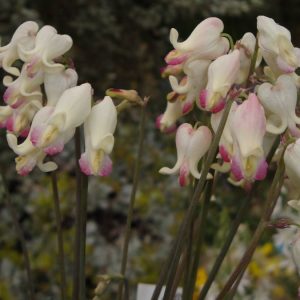 Dicentra Love Hearts®