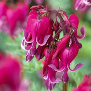 Dicentra Red Fountain®