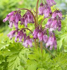 Dicentra Spring Gold®