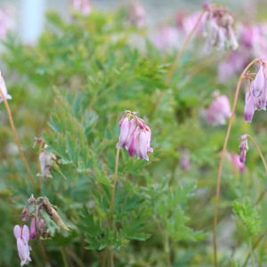 Dicentra exima Stuart Boothman